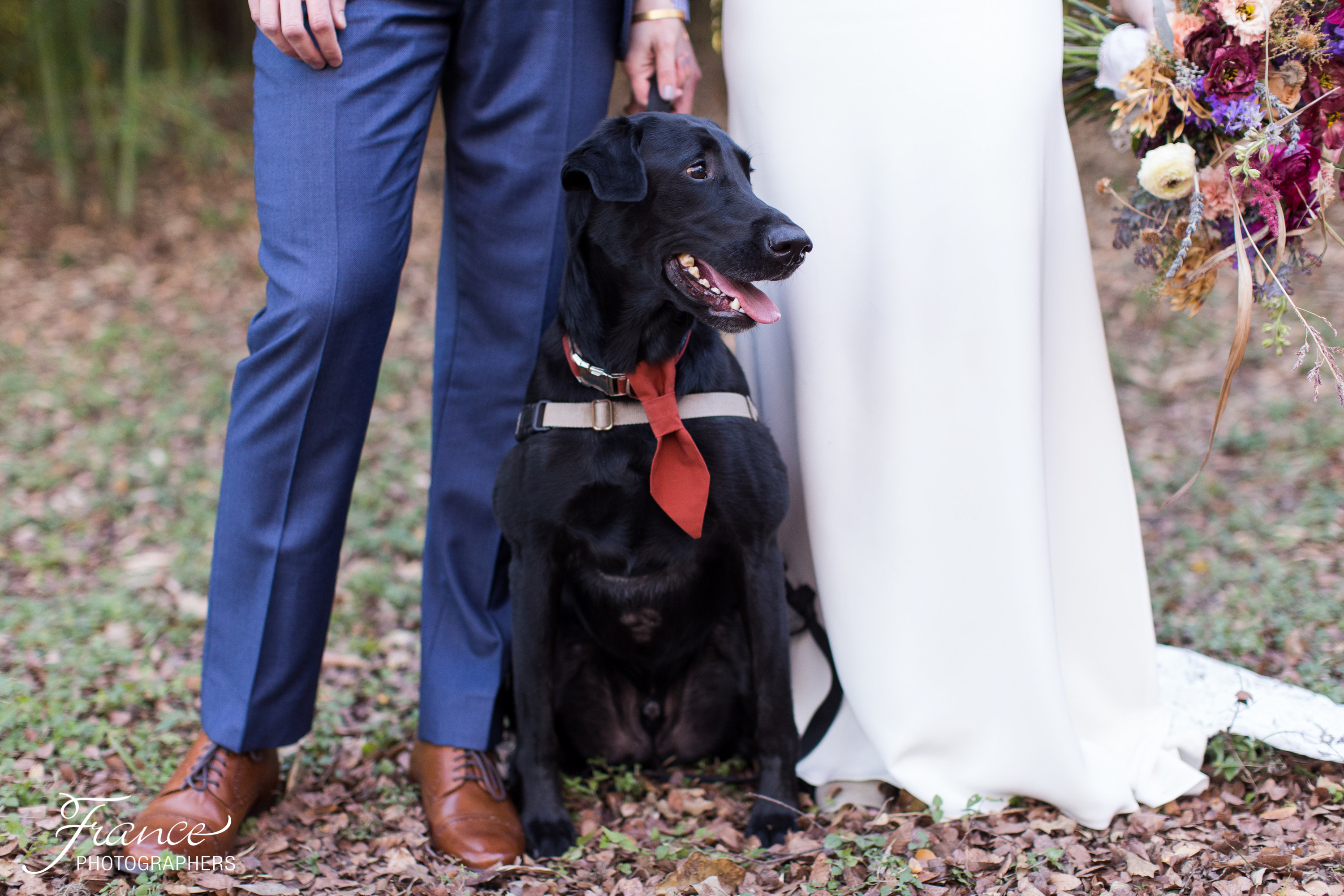 Dogs in Austin Weddings
